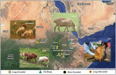 Genome-Wide Variation, Candidate Regions and Genes Associated With Fat Deposition and Tail Morphology in Ethiopian Indigenous Sheep